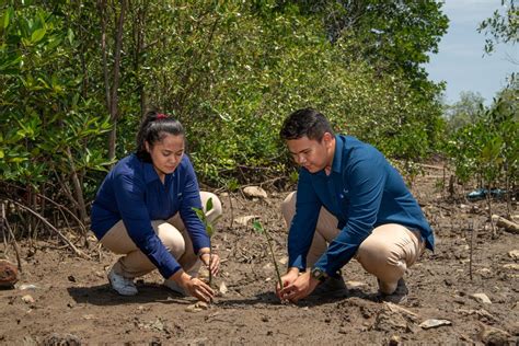 Kelompok Tani Hutan Dan PTBA Tanam Mangrove Kurangi Emisi Karbon