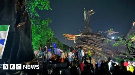 Sierra Leone S Iconic Cotton Tree Felled By Storm BBC News