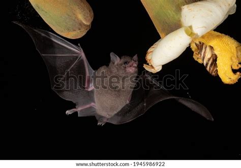 Lonchophylla Robusta Orange Nectar Bat Bat Stock Photo 1945986922