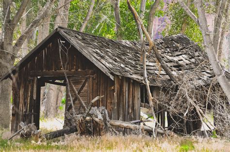 Abandoned Wooden Cabin Near Green Trees · Free Stock Photo