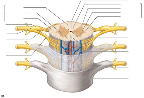 Biology 241 A P Spinal Cord And Meningeal Coverings Part Of CNS