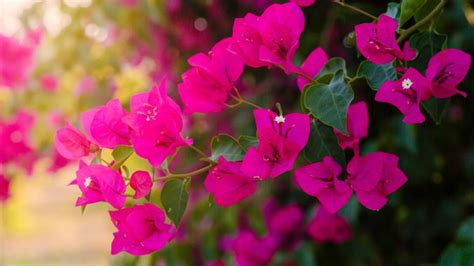 Vine Plants Identification Pink Flowers