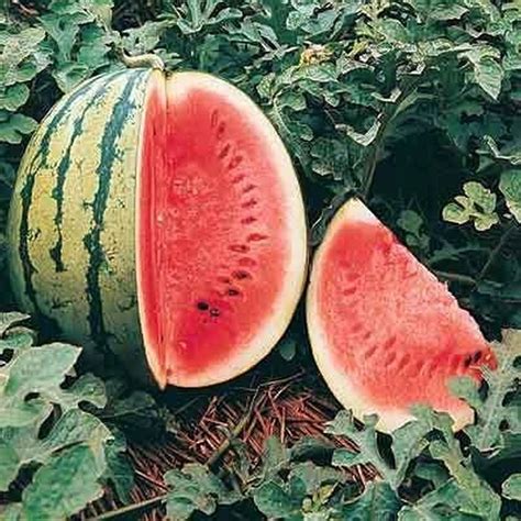 Heirloom Watermelon Varieties From Louisiana