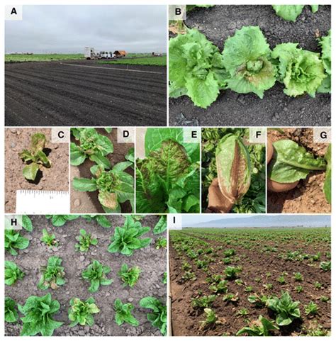 Epidemiology And Economic Impact Of Impatiens Necrotic Spot Virus A