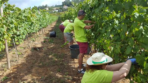 Setembro mês do Vinho e das Vindimas VisitFelgueiras Portal