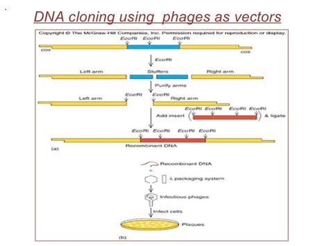 Cloning Vector