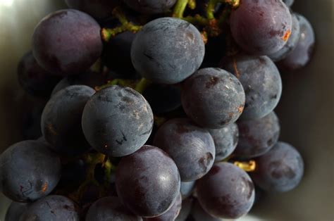 Catawba Grapes Bunch Harvested - Free photo on Pixabay - Pixabay