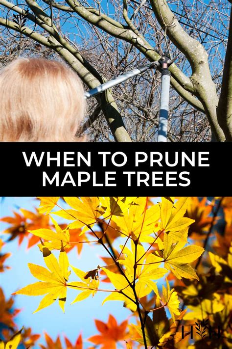 When To Prune Maple Trees 🍁 ️ Unlock The Secrets To Healthier More Beautiful Trees