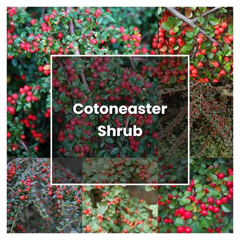 How to Grow Cotoneaster Shrub - Plant Care & Tips | NorwichGardener