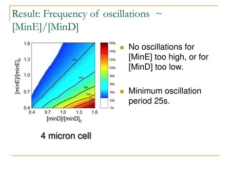 Ppt How E Coli Find Their Middle Powerpoint Presentation Free Download Id3410545