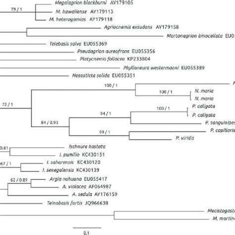 Bi Tree Depicting The Phylogenetic Relationships Between Protoneura And Download High