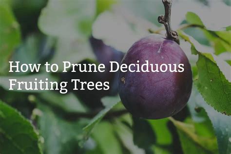 How To Prune Deciduous Fruiting Trees Burbank House Garden