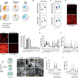 Proposed Mechanism Of Collageninduced Apoptosis In Rhabdomyosarcoma