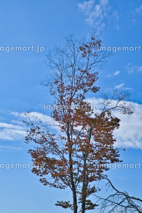 快晴の秋空と紅葉している樹木の写真素材 [202556357] イメージマート