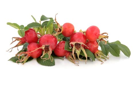 Rose Hip Fruit stock image. Image of rosehip, medicinal - 39540221