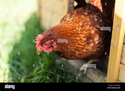 Free Range Chickens Hi Res Stock Photography And Images Alamy