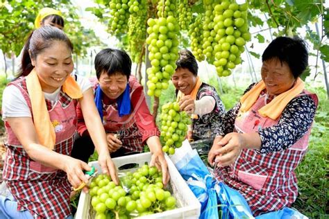 安徽亳州：“农旅融合”葡萄园采摘乐 人民图片网