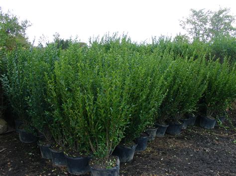 Ligustrum Ovalifolium