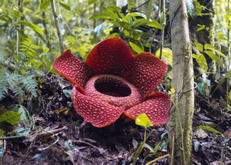 5 Tanaman Paling Langka Di Dunia Yang Sulit Ditemukan