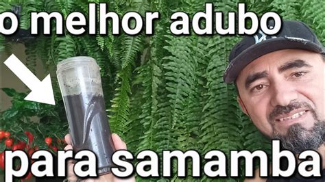 Adubo Especial Para Samambaia Ficar Linda YouTube