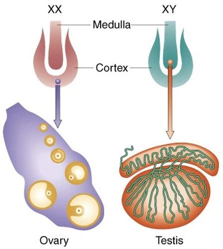 BIOL282 Chapter 7 Sex Chromosomes And Sex Determination Flashcards Quizlet
