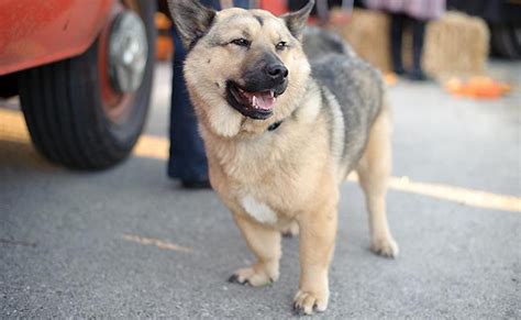 Corgi Mix Breeds - 12 Amazing Breeds Mixed With Corgi - Petmoo