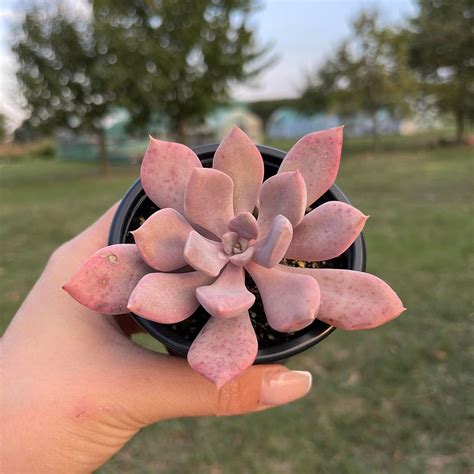 Graptoveria Debbie Succulent Chubbies