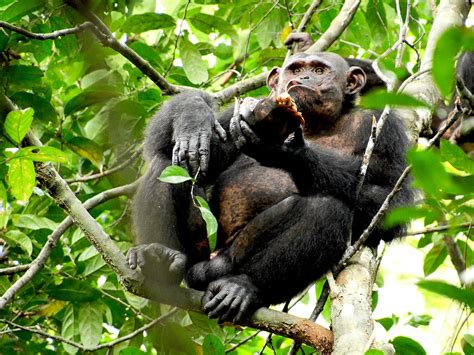 Scientists caught chimps smashing tortoises like walnuts for future ...