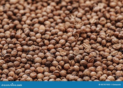 Dried Coriander Seeds Cilantro Grains Stock Photo Image Of Condiment