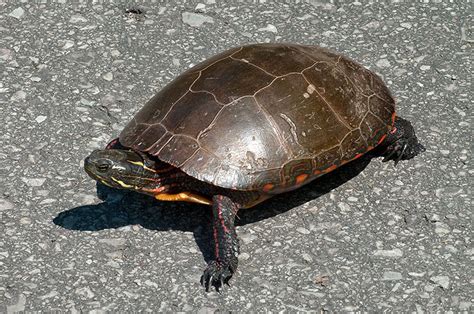 Eastern Painted Turtle Flora And Fauna Of North Carolina INaturalist