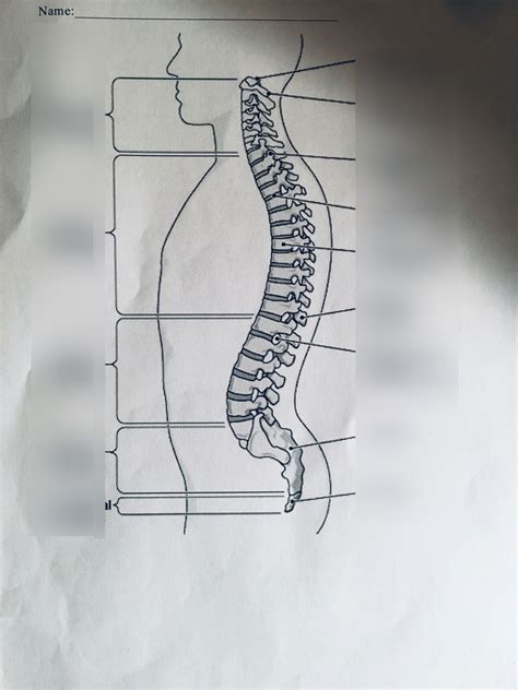 Labeling Spine Diagram Quizlet