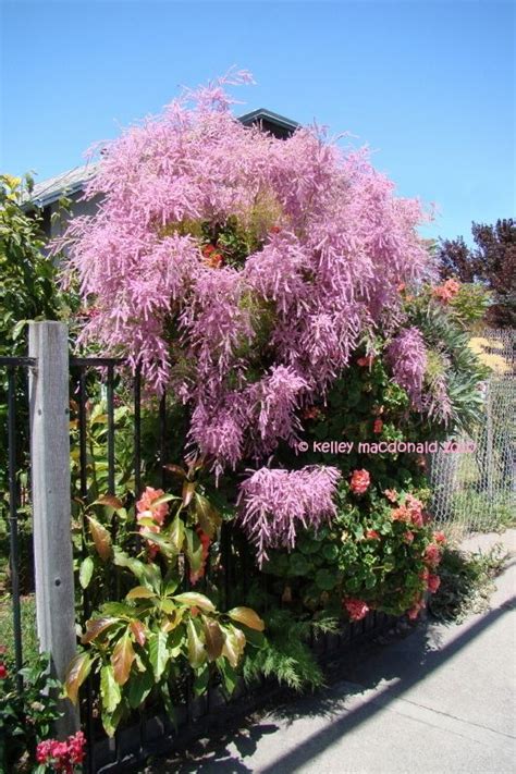 Full Size Picture Of Saltcedar Salt Cedar Five Stamen Tamarix