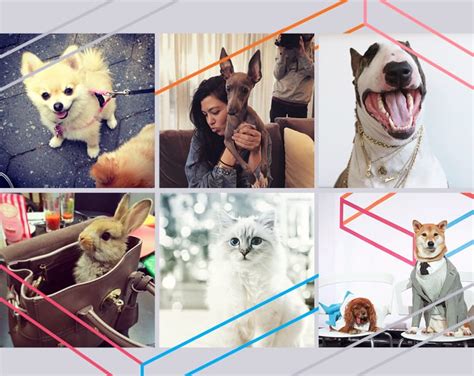 Our 13 Top Fashion Pets to Follow on Instagram