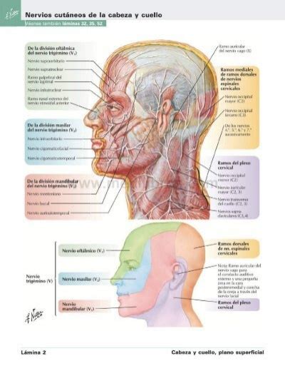 Cabeza Y Cuello Anatom