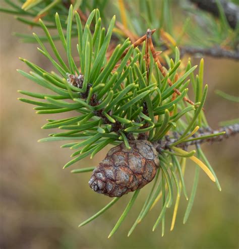 Pinus Banksiana Jack Pine Description The Gymnosperm Database