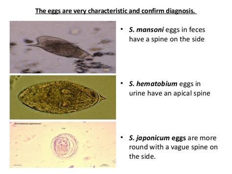 Schistosoma Ppt Dr Somesh 2015 Parasitology Trematodes