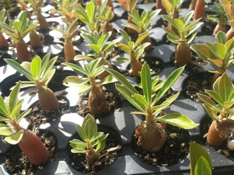 12 Live Plants 15 To 3 Desert Rose Seedlings In Etsy