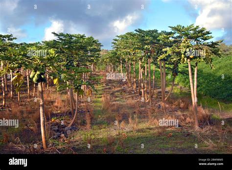 Rows Of Papaya Trees With Green Papayas Hanging Grow Under A Blue