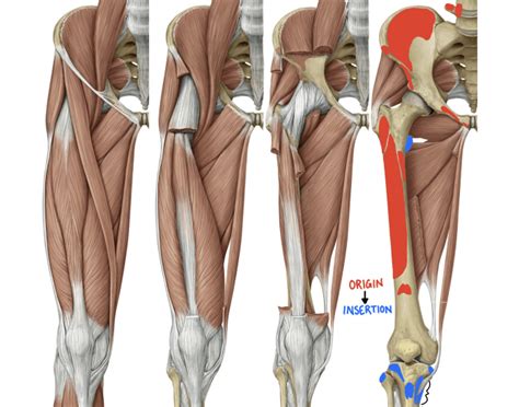 Anterior muscles of the hip and thigh Quiz