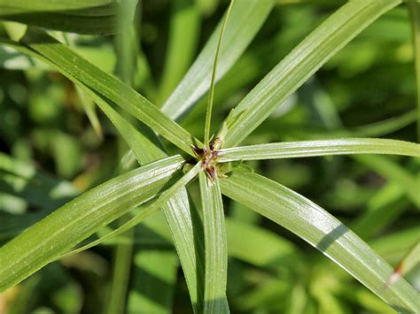 Cyperus alternifolius - Cold-hardy.com