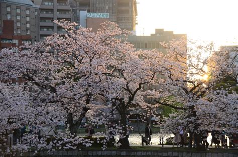 東京櫻花必去8選｜新宿御苑 芝公園 播磨坂 目黑川 千鳥之淵 不能錯過的春櫻 日本關東 全職旅行 日本人妻