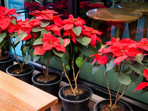 Tips For Growing Poinsettia Topiary Trees This December