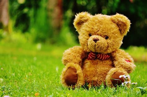 Teddy Bear Bears Stuffed Free Photo On Pixabay