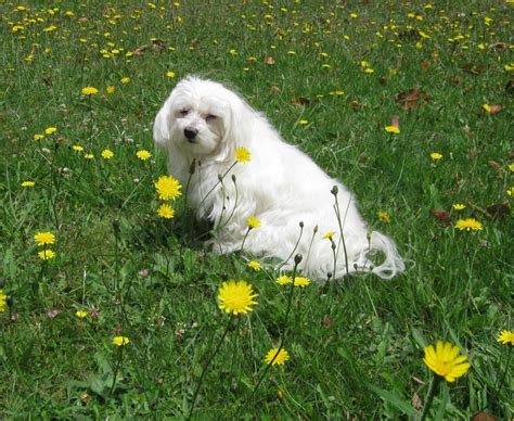 Free Stock Photo Of White Dog Sitting In Dandelion Field Download