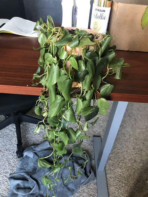 Repotted my plant and now she’s dying?! : r/plantclinic