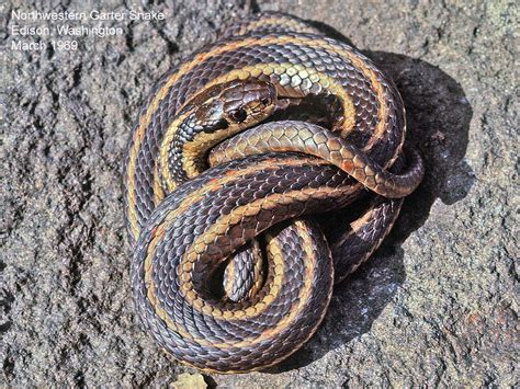 Northwest Nature Notes Garter Snakes