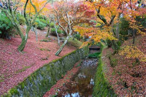 Premium AI Image | View of the garden autumn in kyoto at japan