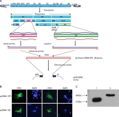 Fmdv Type O Vp D Cloning Strategy And In Vitro Protein Expression