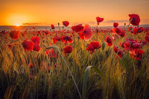 Novembre Saviez Vous Pourquoi Le Coquelicot Symbolise Le Jour Du