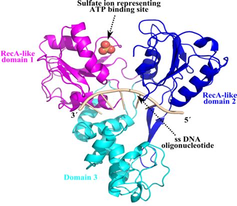 3D structure of HCV NS3 helicase domain in complex with an ssDNA ...